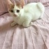 Diyabeti hastalarına tavsiye edilmez 😻 fotoğraf