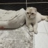 Yumoş kızımız yuva arıyor fotoğraf