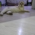 Yumoş kızımız yuva arıyor fotoğraf