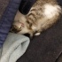 ACİL!!! Nazlı Kedi Yuva Arıyor fotoğraf