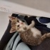 ACİL!!! Nazlı Kedi Yuva Arıyor fotoğraf