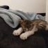 ACİL!!! Nazlı Kedi Yuva Arıyor fotoğraf