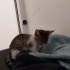 ACİL!!! Nazlı Kedi Yuva Arıyor fotoğraf