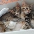 Kalıcı yuvalarını arayan 4 yavru kedi