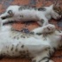 Kalıcı yuvalarını arayan 4 yavru kedi fotoğraf