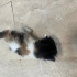 Kaliko yavru kedi