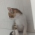 Prensler ömürlük yuvasını arıyor fotoğraf