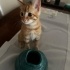 2 aylık havuç bebek ömürlük yuvasını arıyor fotoğraf