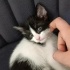 Oyuncu, dünyalar tatlısı Patik kızımızı sahiplendirmek istiyoruz fotoğraf