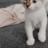 Sakin mizaçlı ama oyuncu Çitosumuzu sahiplendirmek istiyoruz