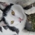 Anne kedi ve ailesine yuva fotoğraf