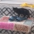 Tatlı mı tatlı minik mi minik bir kedi fotoğraf