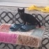 Tatlı mı tatlı minik mi minik bir kedi fotoğraf