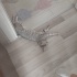 3 aylık dişi kendi kedimizin yavrusu fotoğraf