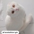 Ömürlük yuvasını arıyoruz ücretsizdir fotoğraf