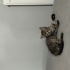 Güzeller Güzeli Bebeğe Kalıcı Yuva fotoğraf