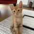 Yuva Arayan Melek -2 fotoğraf