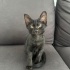 Yuva Arayan Melek -4 fotoğraf