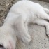 BRİTİSH MELEZİ TATLİ BİR BEBEK fotoğraf