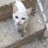 BRİTİSH MELEZİ TATLİ BİR BEBEK fotoğraf