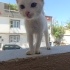 BRİTİSH MELEZİ TATLİ BİR BEBEK fotoğraf