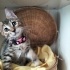 Minik oyuncu Bebek Mırmırsu 🐱 Yuva arıyor fotoğraf