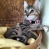 Minik oyuncu Bebek Mırmırsu 🐱 Yuva arıyor fotoğraf