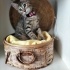 Minik oyuncu Bebek Mırmırsu 🐱 Yuva arıyor fotoğraf