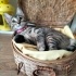 Minik oyuncu Bebek Mırmırsu 🐱 Yuva arıyor fotoğraf