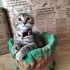 Minik oyuncu Bebek Mırmırsu 🐱 Yuva arıyor fotoğraf