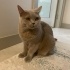 Cookie Için Bir Yuva Arıyoruz fotoğraf