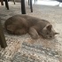 Cookie Için Bir Yuva Arıyoruz fotoğraf