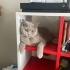 Cookie Için Bir Yuva Arıyoruz fotoğraf
