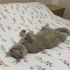 Cookie Için Bir Yuva Arıyoruz fotoğraf