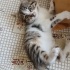 Minik Prensesler yuva arıyor... fotoğraf