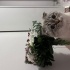 Scottish fold dişi kedim sahiplendiriyorum