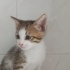 Ğresnler çmürlük yuvasını arıyor fotoğraf
