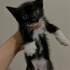2 aylık yavru kedi yuva arıyor