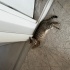 BRİTİSH SHORTHAİR fotoğraf