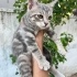 Ücretsiz sahiplenme gri yavru acil yuva fotoğraf