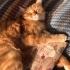 Karam ve karamel yeni yuvasını arıyor fotoğraf