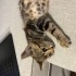 BURSA KEDİ SAHİPLENDİRME