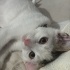 Minik kedi yuva arıyor