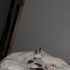 Minik kedi yuva arıyor fotoğraf