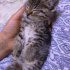 MİNİK KUCAK DELİSİ BEBEK 🥹 fotoğraf