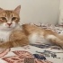 Kısırlaştırılmış Leo Oğlumuza Yuva fotoğraf