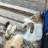 OYUNCU SEVECEN CALİCO