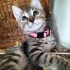 Minicik ,Oyuncu, Sevgi Dolu Mırmırsu bebişe yuva arıyoruz 🐱❤️ fotoğraf