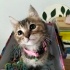 Minicik ,Oyuncu, Sevgi Dolu Mırmırsu bebişe yuva arıyoruz 🐱❤️ fotoğraf