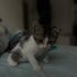 Sevimli bonbon🐾😻ömürlük yuvasını arıyor 💕 fotoğraf